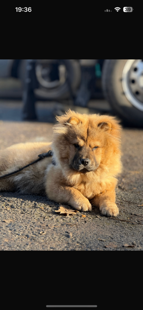 Female Chow Chow 