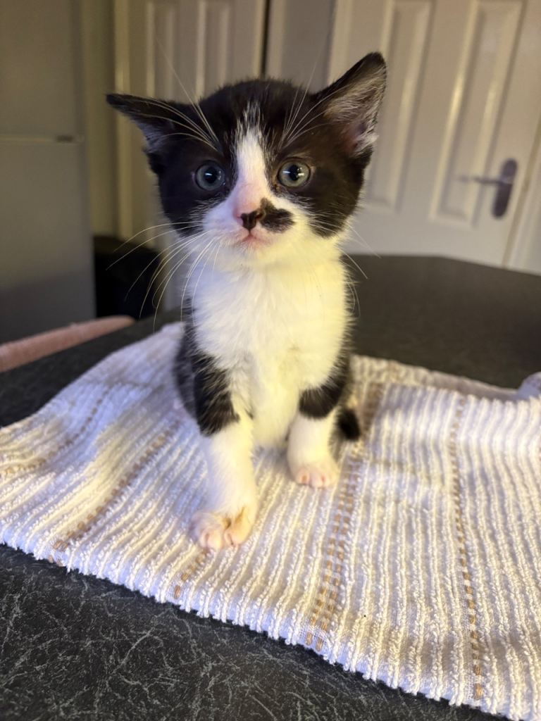 Adorable Kittens Ready for Their New Homes from 15/12/25 – Playful & Loving!