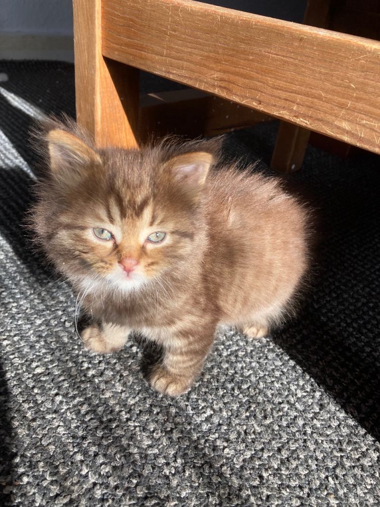 Kittens looking for homes