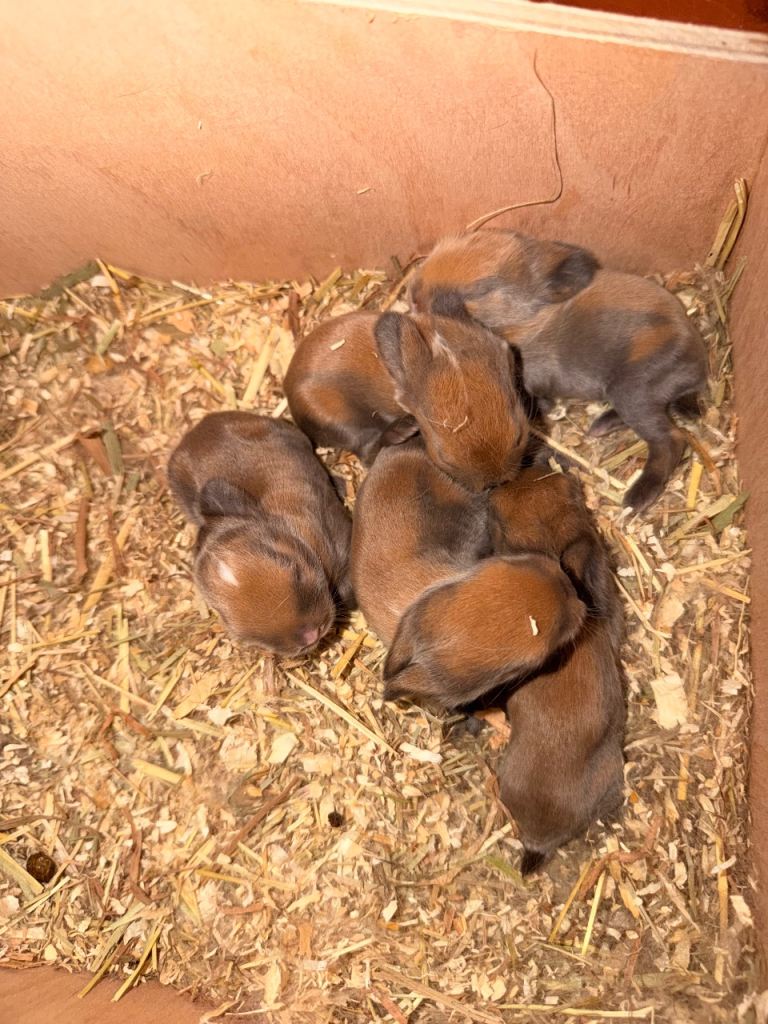 Mini lop bunnies for sale 