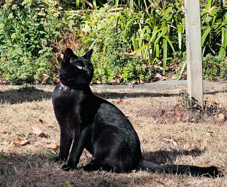 Lovely young cat looking for new home