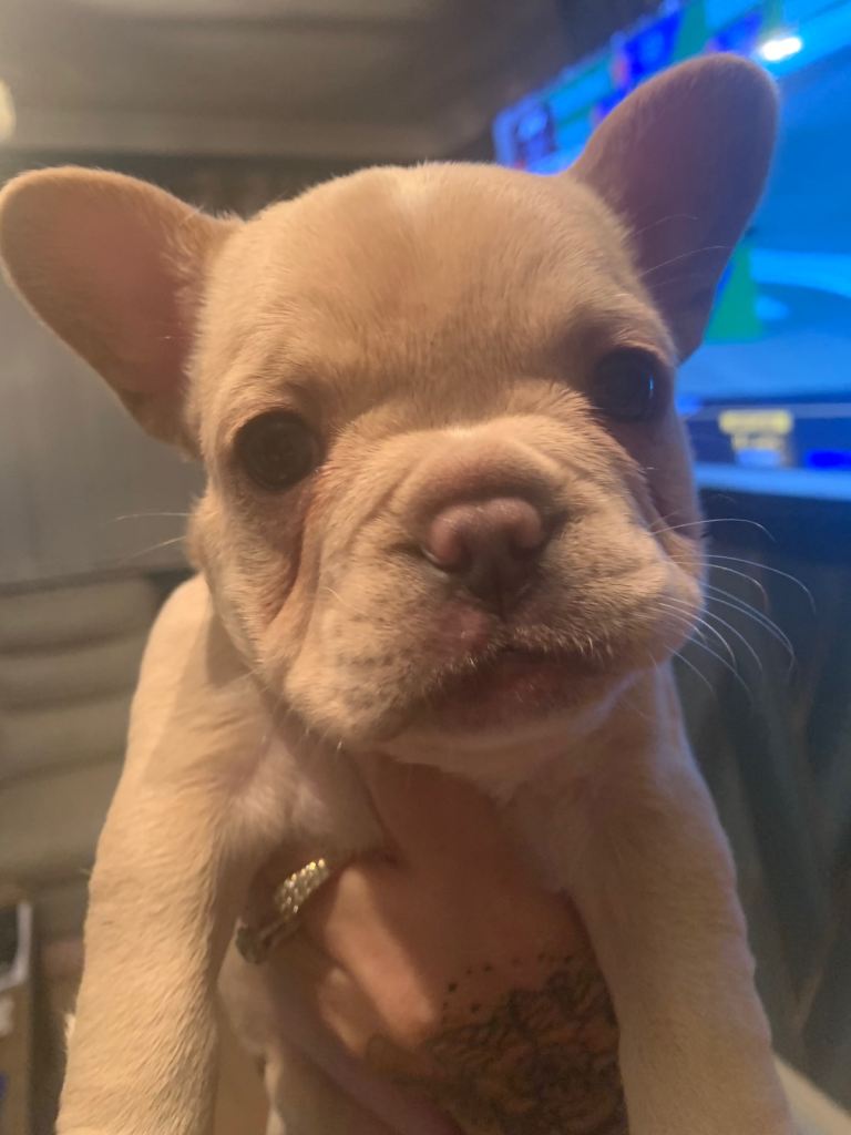 Quality fluffy French Bulldog pups 