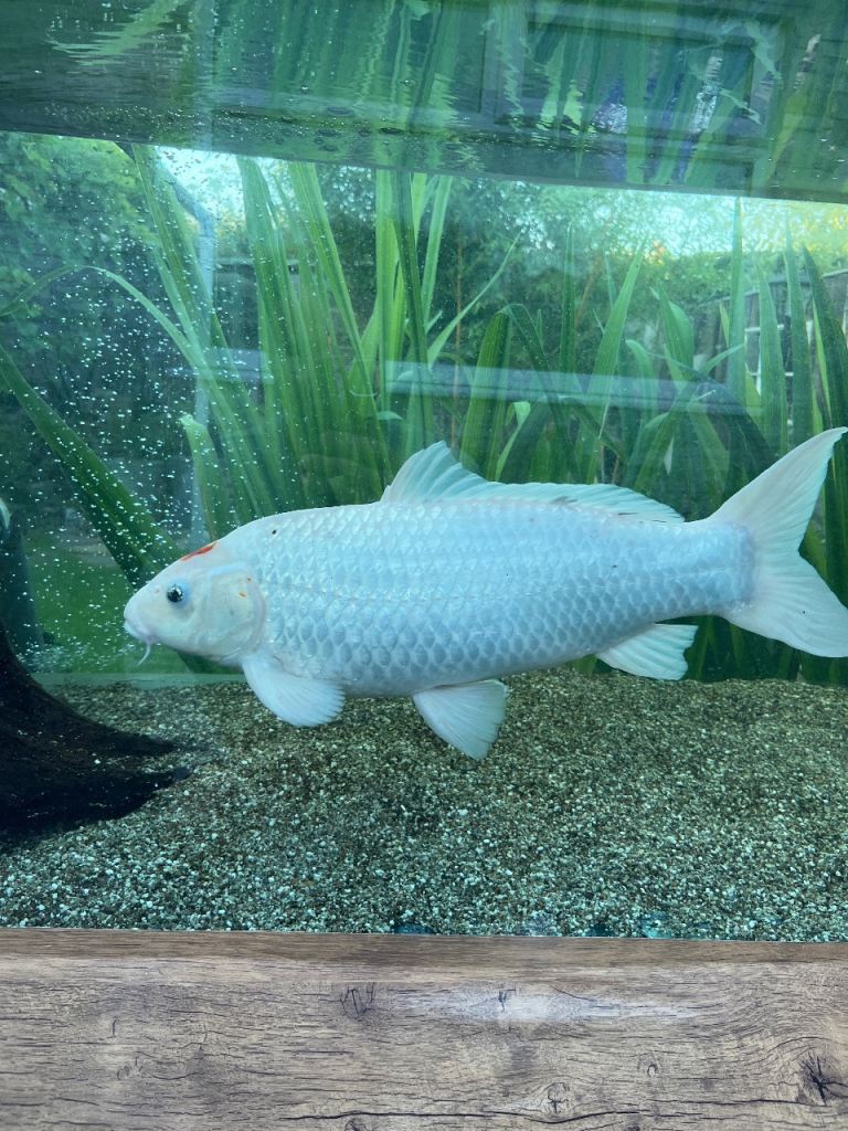 Koi carp