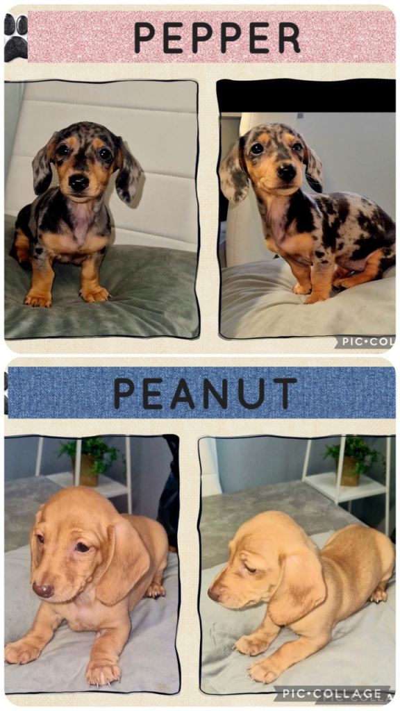 3 Beautiful Miniature dachshund Puppies 