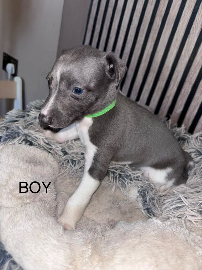 Whippet pups for sale 