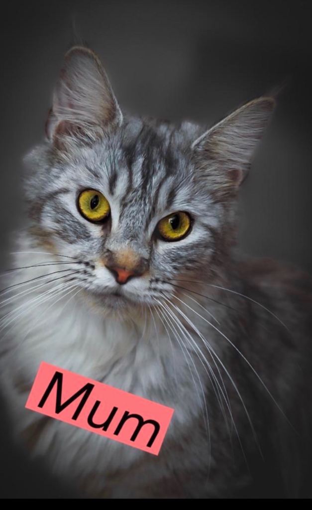 Full breed Mainecoon kittens ready 17th February 