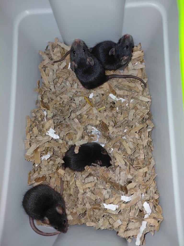 5 girls rats left and 8 boys Rats topeard and all different colours 