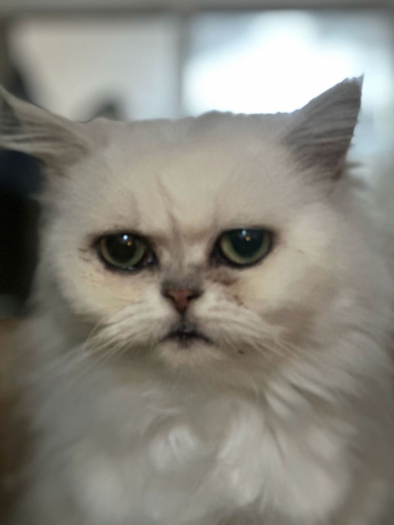 Persian cat for sale 