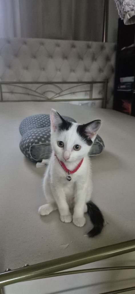 Adorable Friendly Kitten Looking for a Loving Home 🐾