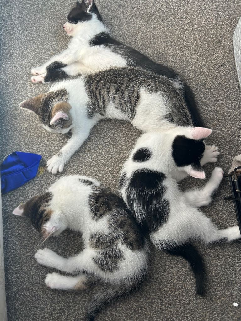 🐾 3 BEAUTIFUL BOY KITTENS LOOKING FOR THEIR FOREVER HOMES 🐾