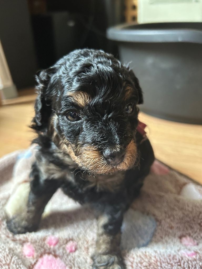 Gorgeous maltipoo puppy