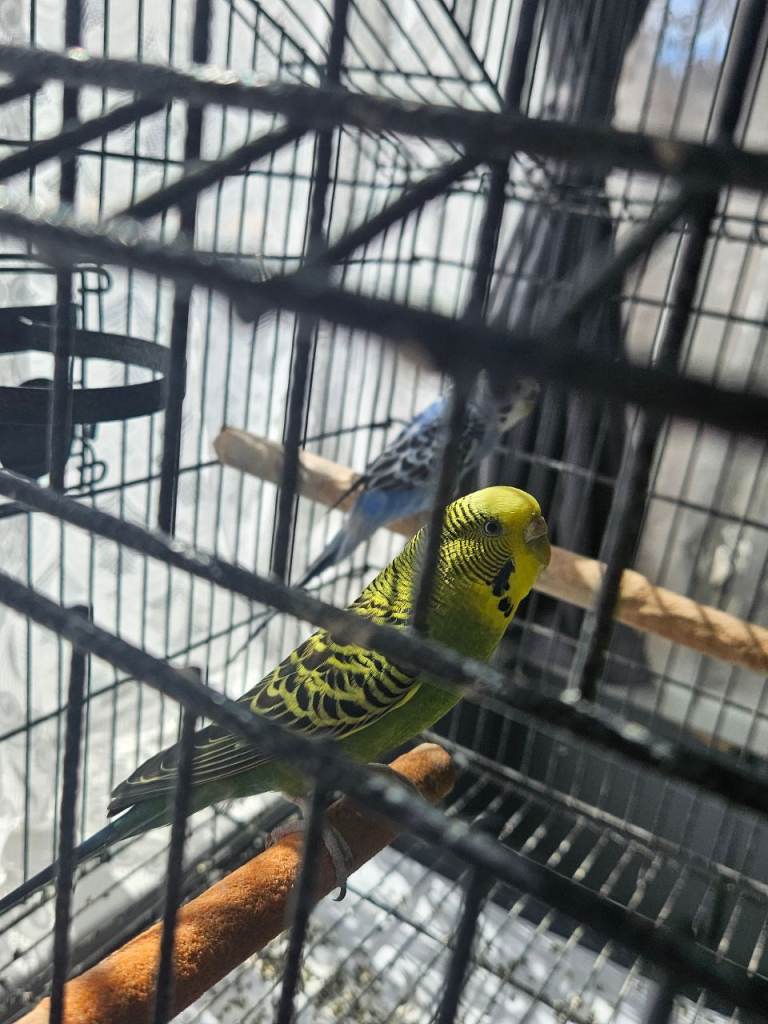Budgies and cage