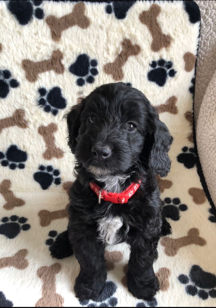 Beautiful cockapoo puppies from Health tested parents 