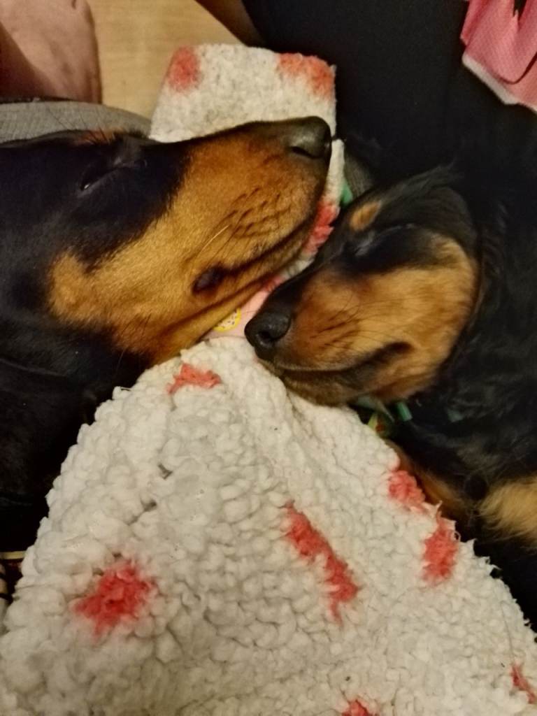 1 Miniature Dachshund (further reduced)