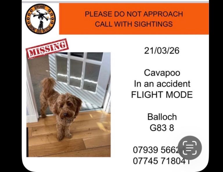 Cavapoo missing Balloch G83 area