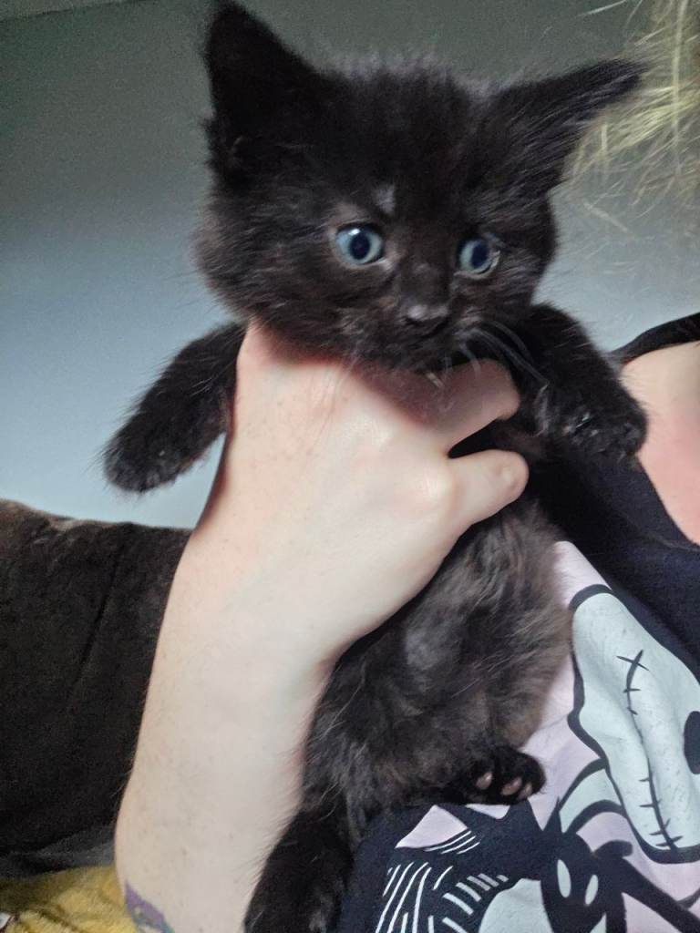 Kittens for sale