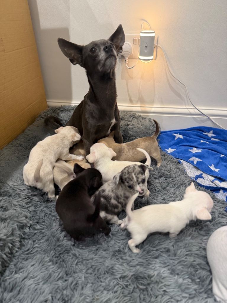 7 Adorable Chihuahua puppies ready to leave on the 19th July 