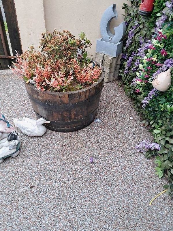 Plant pots and plants. FREE !!!!
