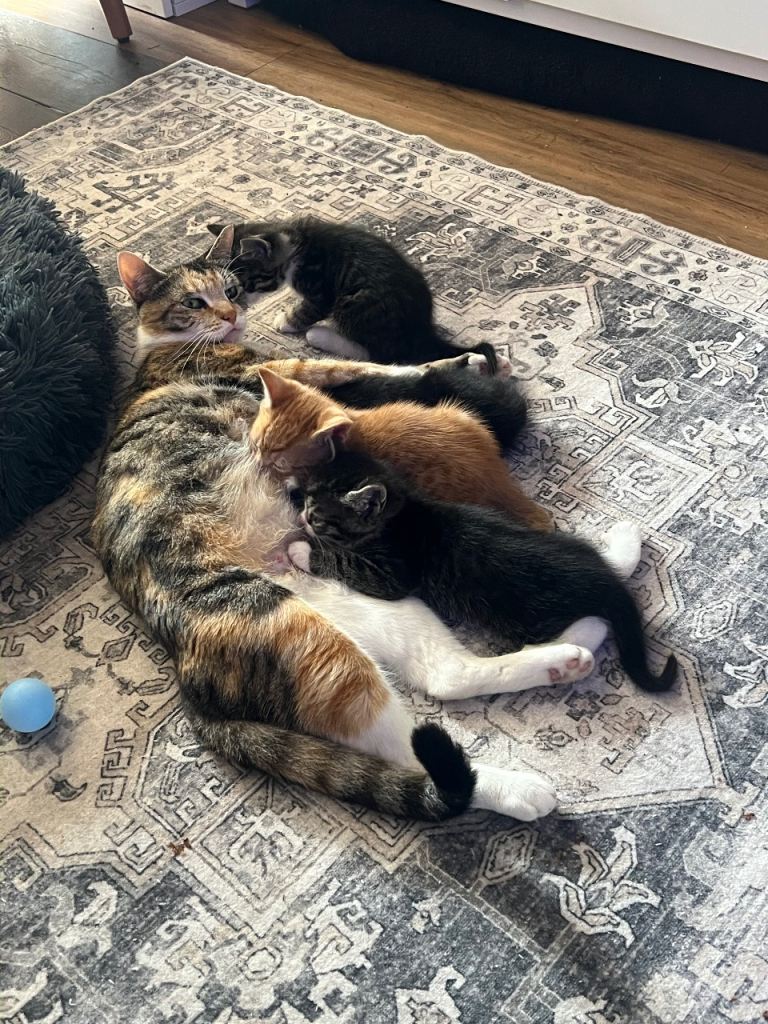 Ginger girl and grey tabby boy available 