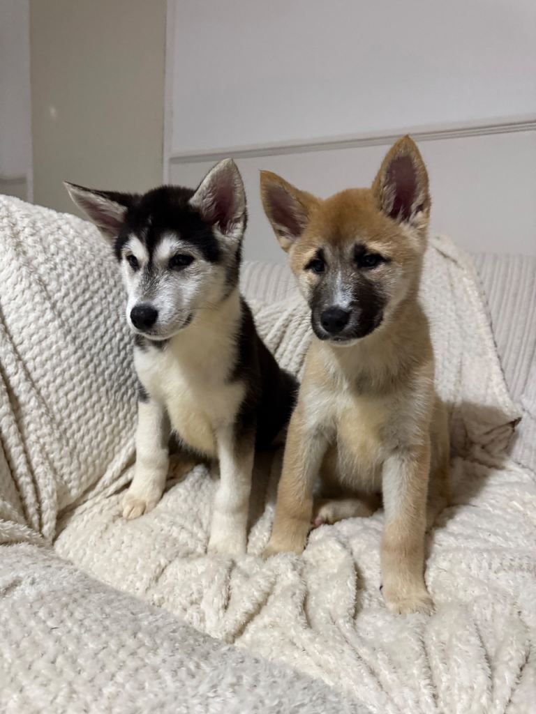 FULLY VACCINATED READY NOW Huskita Puppies 