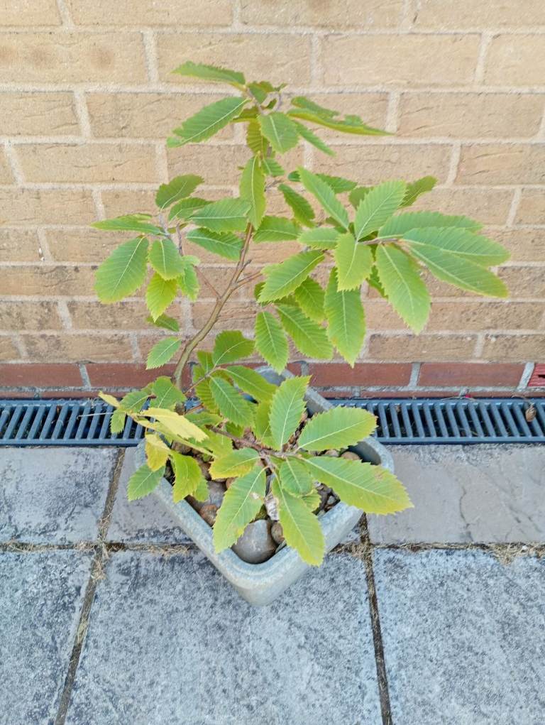 Young Horse Chestnut Tree in Pot.