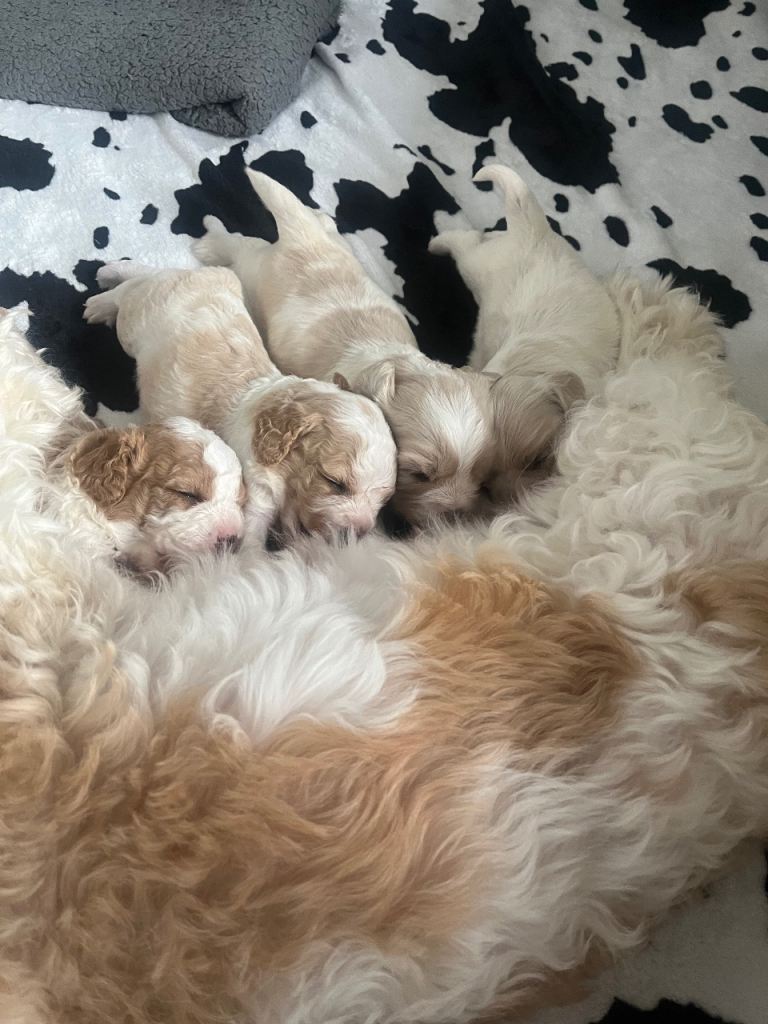 Beautiful cavachon puppies 