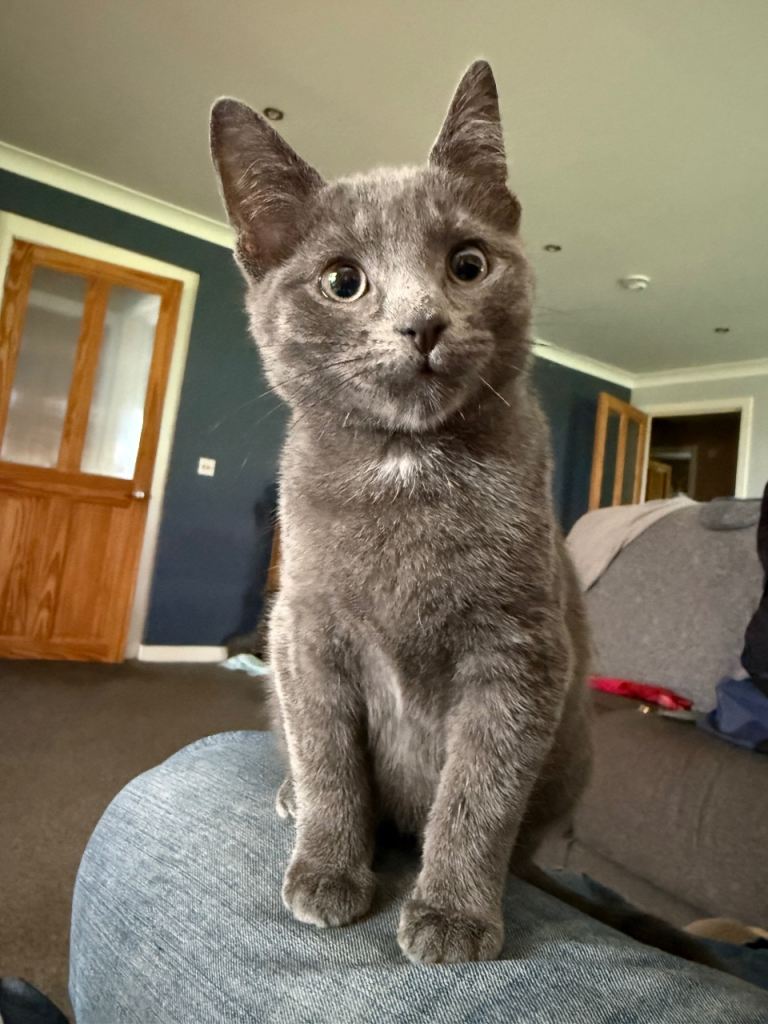 Kitten ready now 