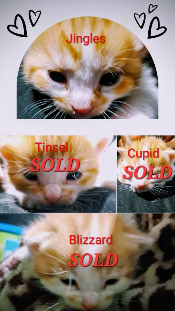 1 Precious, Beautiful Male Ginger Kitten for Sale