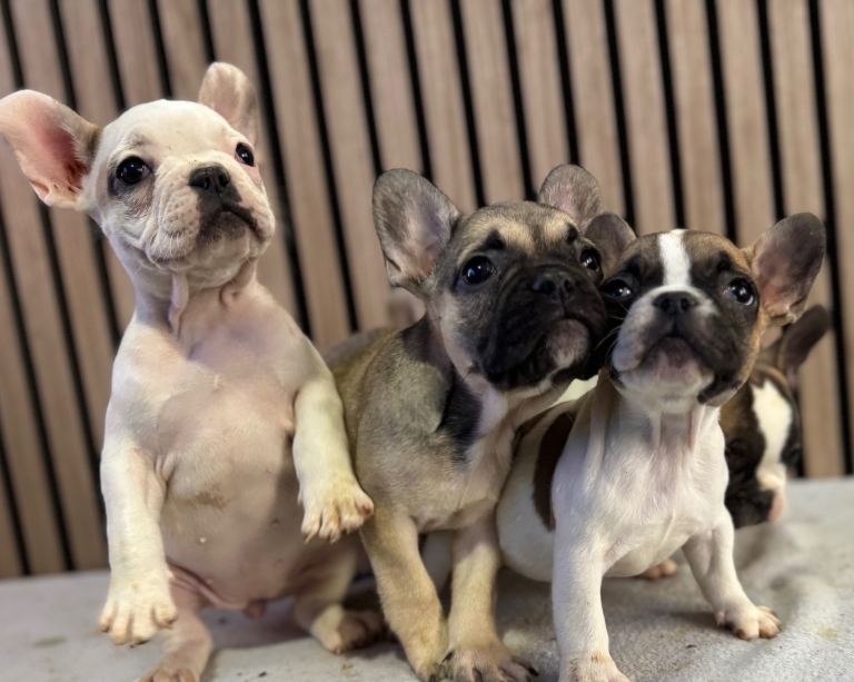 KC REGISTER FRENCH BULLDOG 