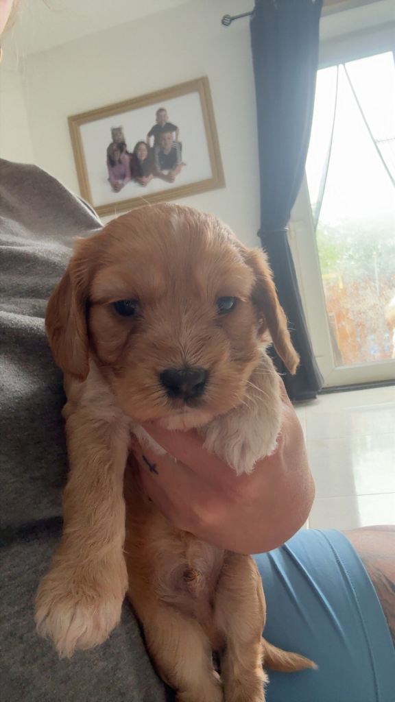Male cockerpoo 