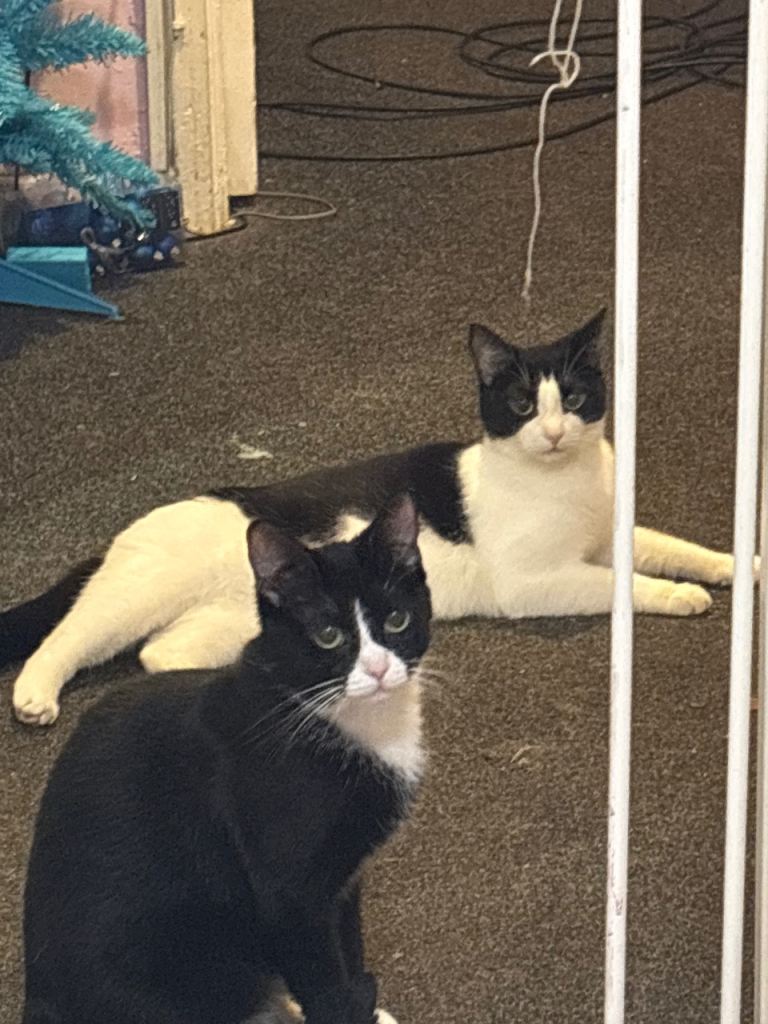 Two female house cats 4 years old