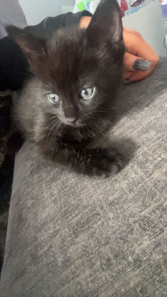 Iv a black male kitten left ready to go next week.