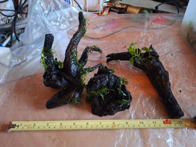 Bogwood and Plants, £50.00 for Sale in East End, Glasgow | Gumtree