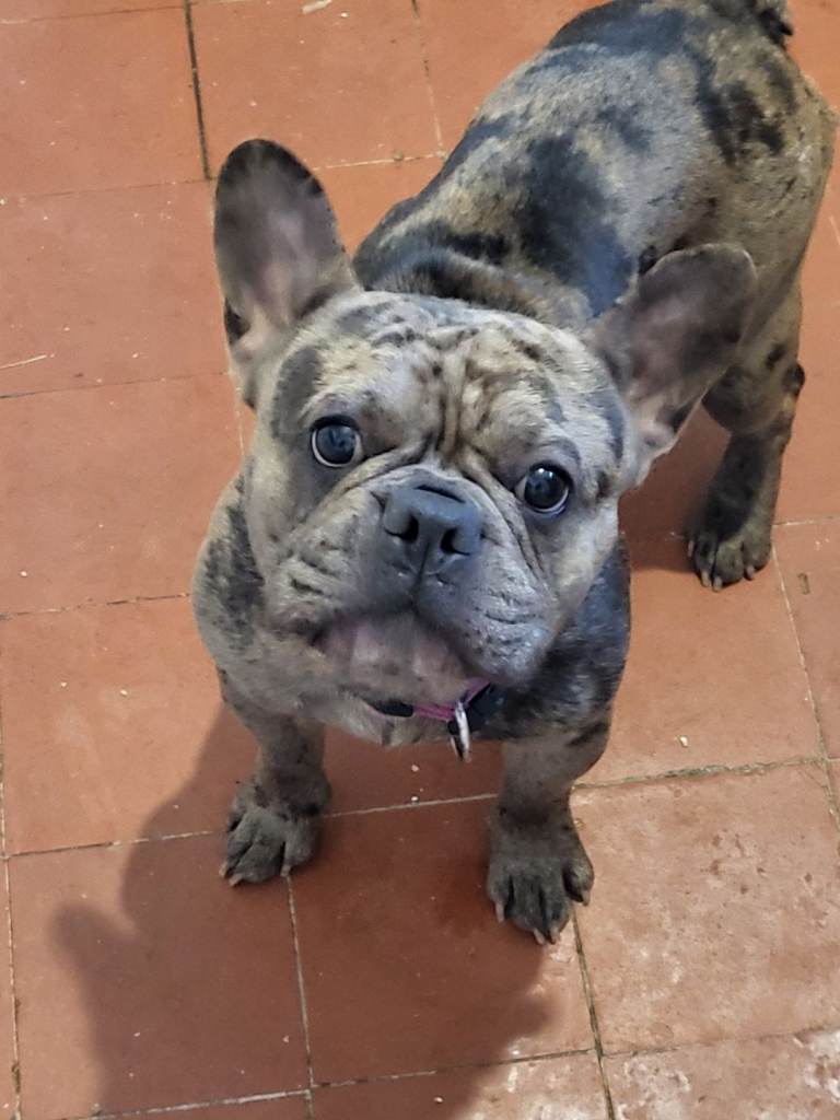 Bruno French Bulldog puppy 8 mnths £500