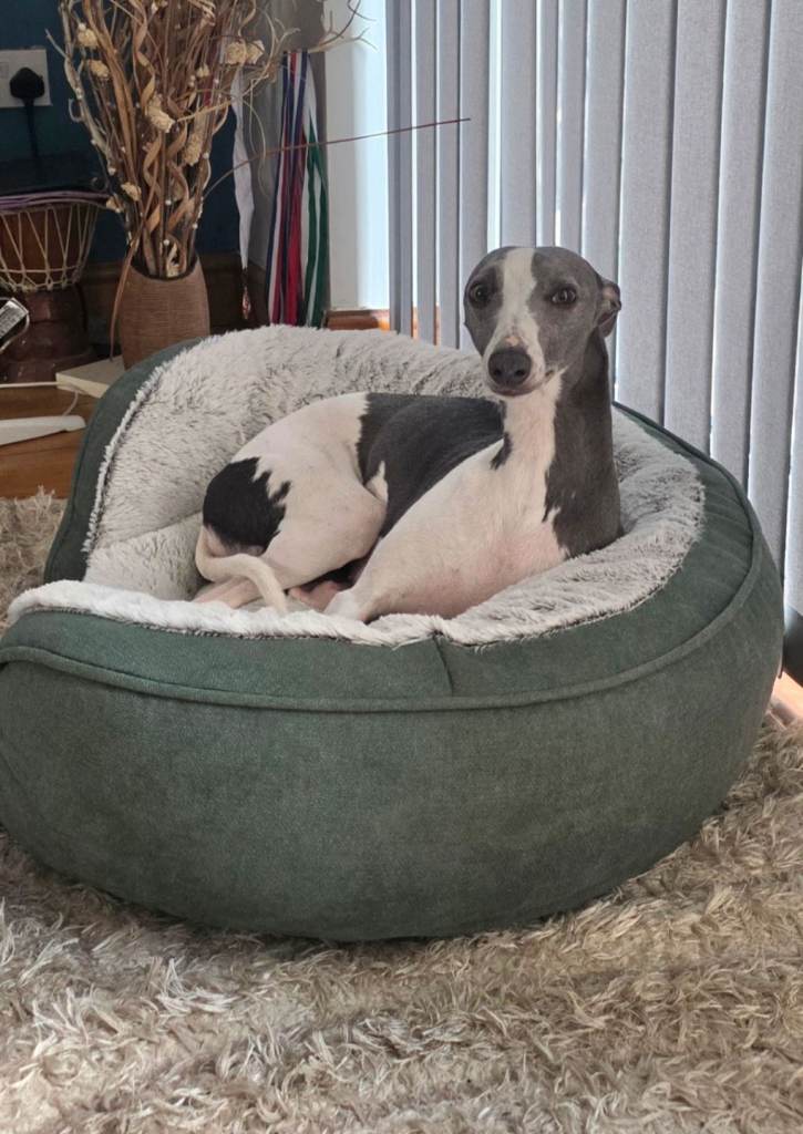 Kc registered whippet 
