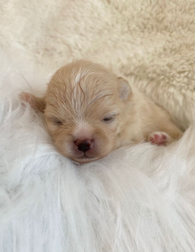 Outstanding KC Creme Pom boys available 