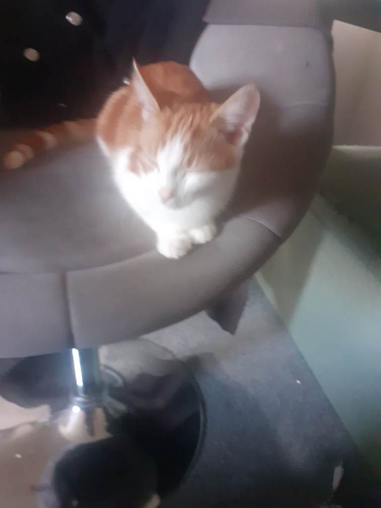Kitten for sale 