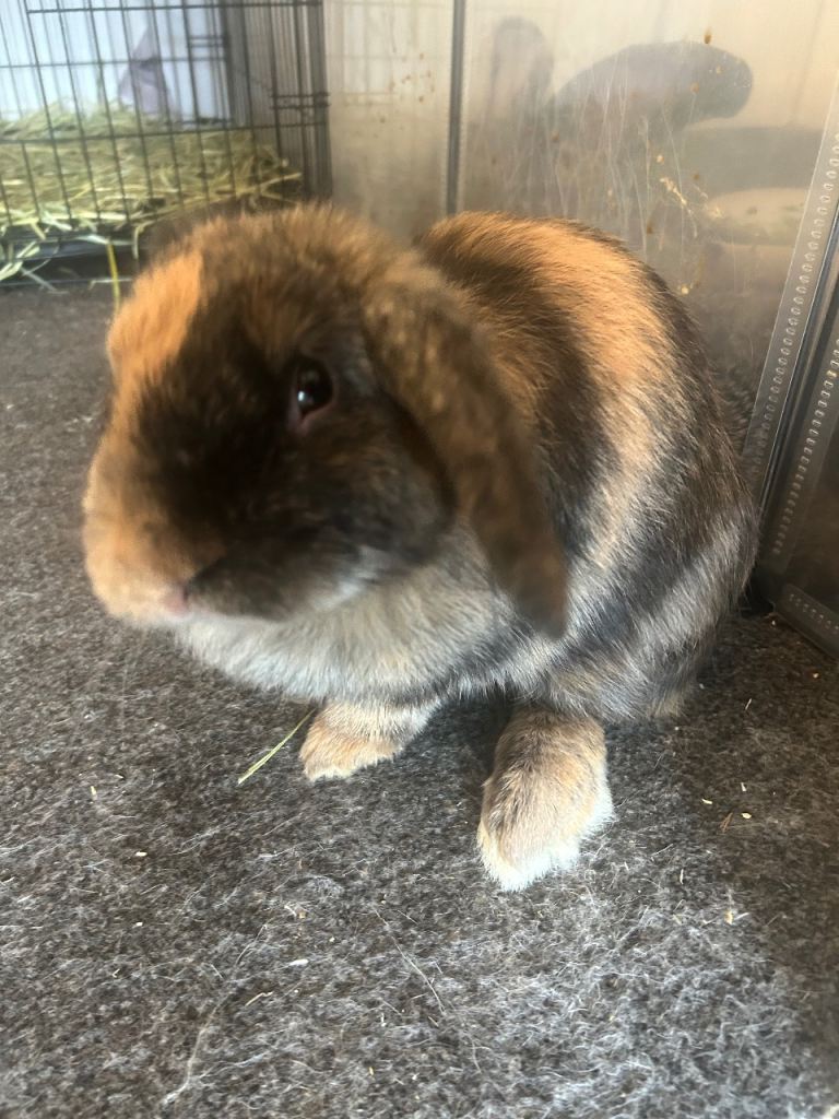 Young neutered male rabbit 