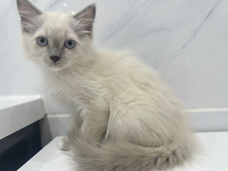 ONLY 2 available now! REDUCED!! FLUFFY LITTER OF 3 RAGDOLL KITTENS