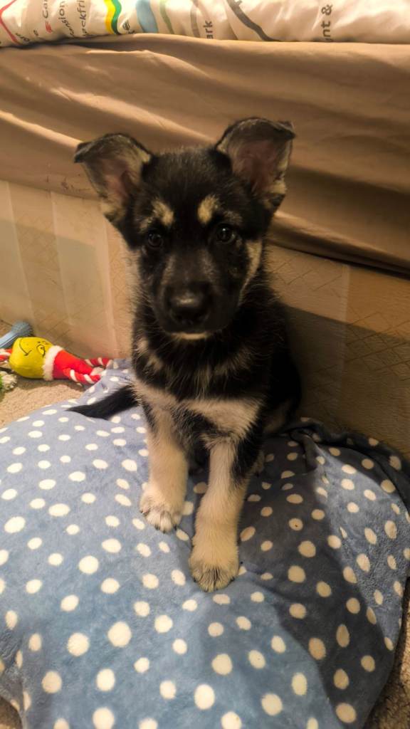 Smart beautiful male siberian husky puppy