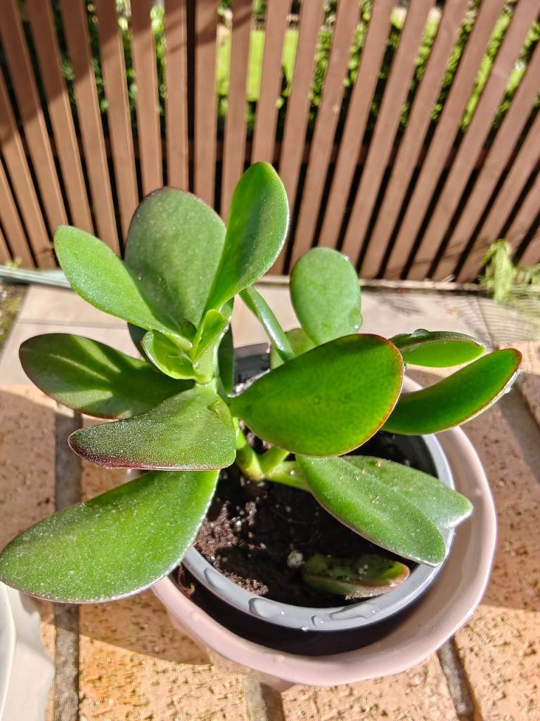 2x Baby jade plant