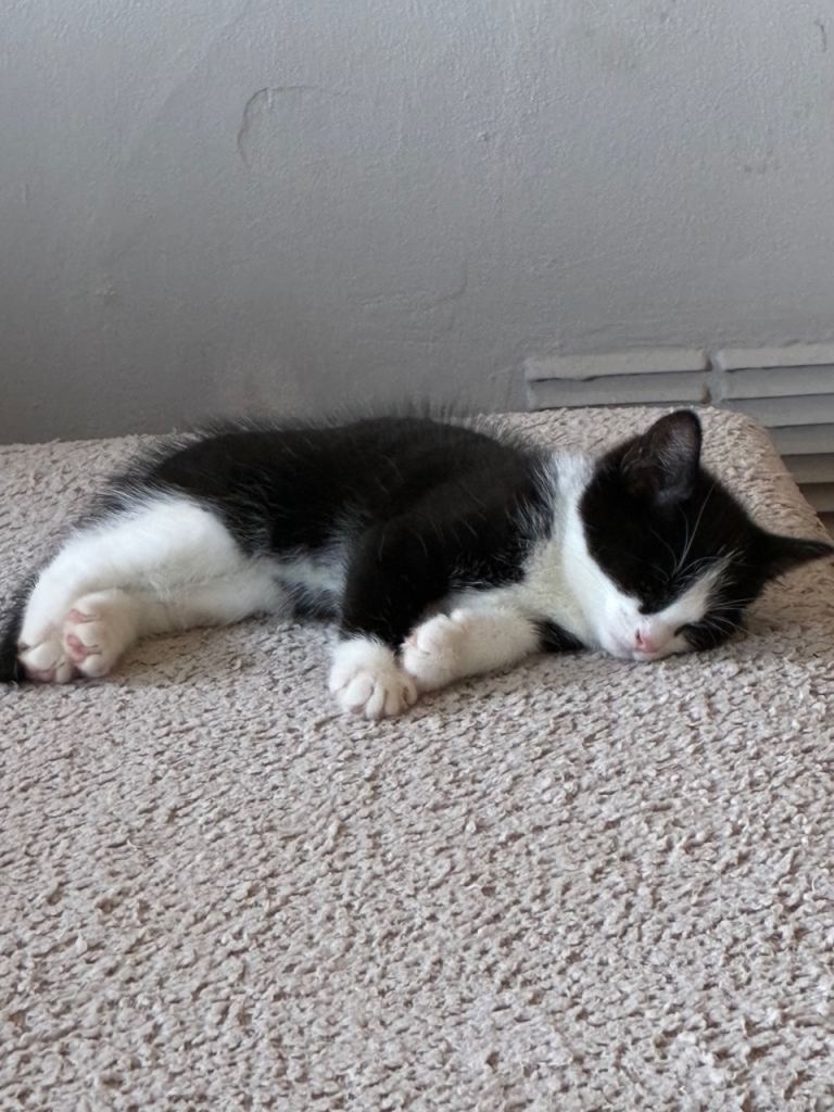 1 boy left if add still live he still available 