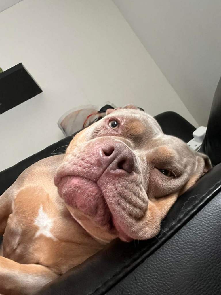 2yr old pocket bully 