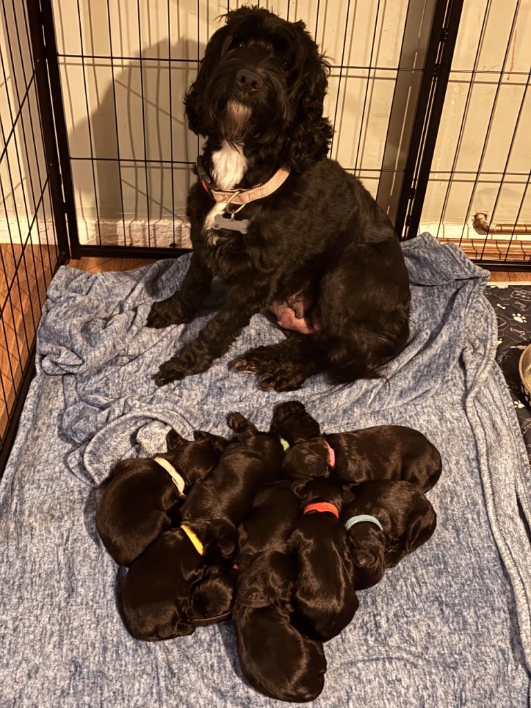 Litter of cockapoo puppies
