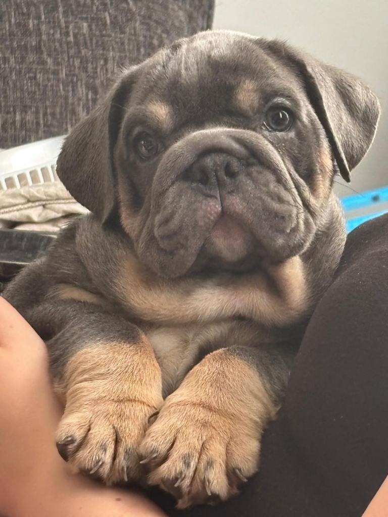 english bulldog female 