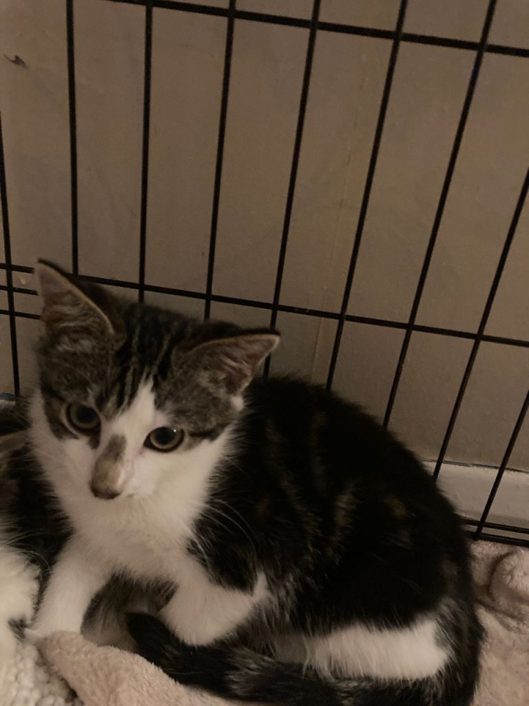 Male kitten ready now 