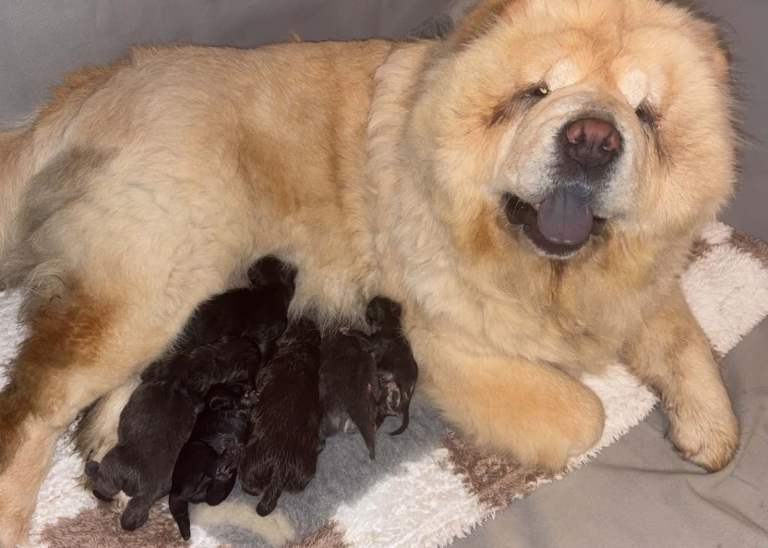 Chow chow 