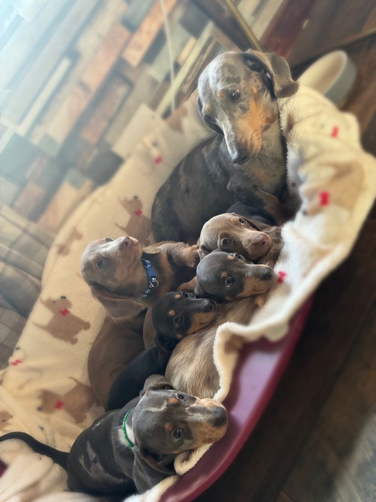 Miniature datchund puppies