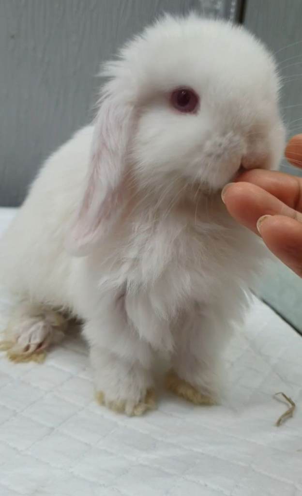 Baby Bunny Rabbit Mini lops