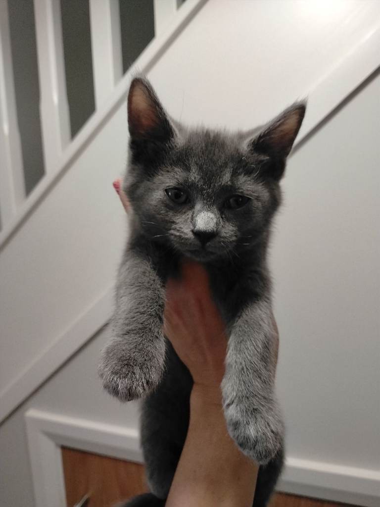 Kitten 